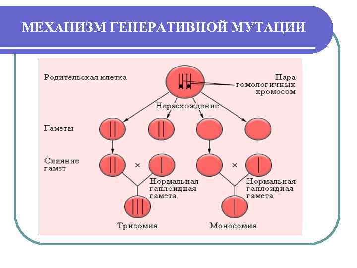 МЕХАНИЗМ ГЕНЕРАТИВНОЙ МУТАЦИИ 