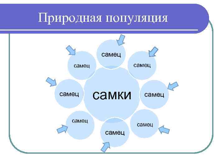 Природная популяция самец самки самец 