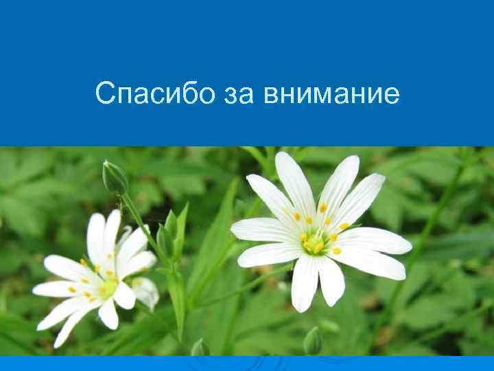 Спасибо за внимание 