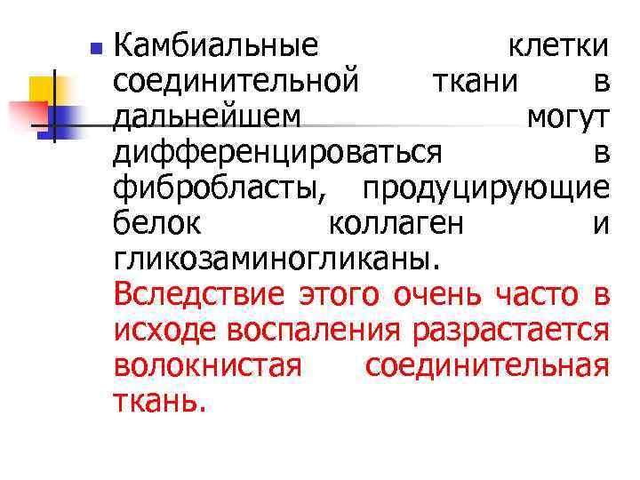 n Камбиальные клетки соединительной ткани в дальнейшем могут дифференцироваться в фибробласты, продуцирующие белок коллаген