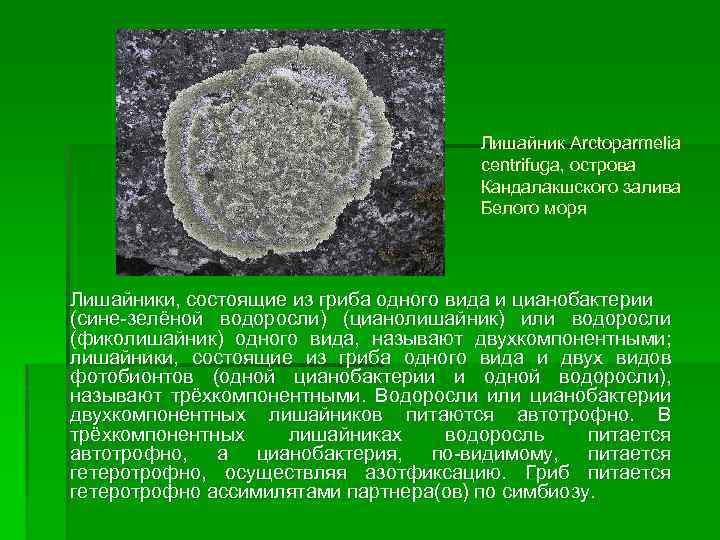 Лишайник Arctoparmelia centrifuga, острова Кандалакшского залива Белого моря Лишайники, состоящие из гриба одного вида