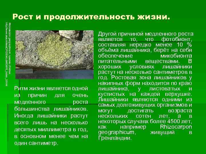 Рост и продолжительность жизни. Rhizocarpon geographicum, species of lichen. http: //www. esa. int/esa. CP/SEMUJM
