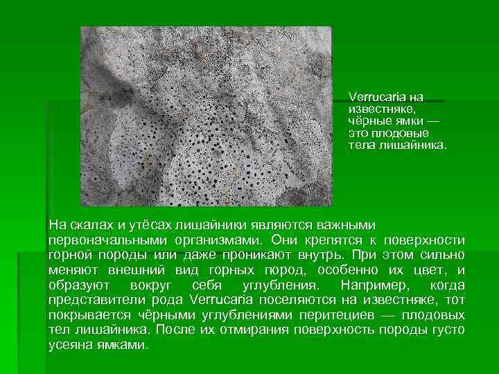 Verrucaria на известняке, чёрные ямки — это плодовые тела лишайника. На скалах и утёсах