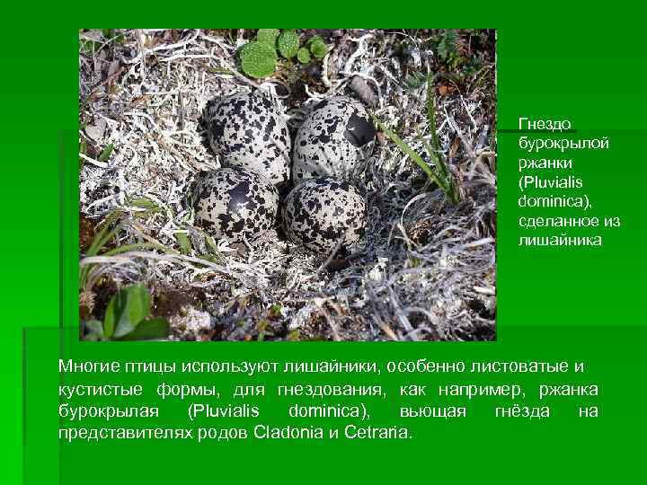 Гнездо бурокрылой ржанки (Pluvialis dominica), сделанное из лишайника Многие птицы используют лишайники, особенно листоватые