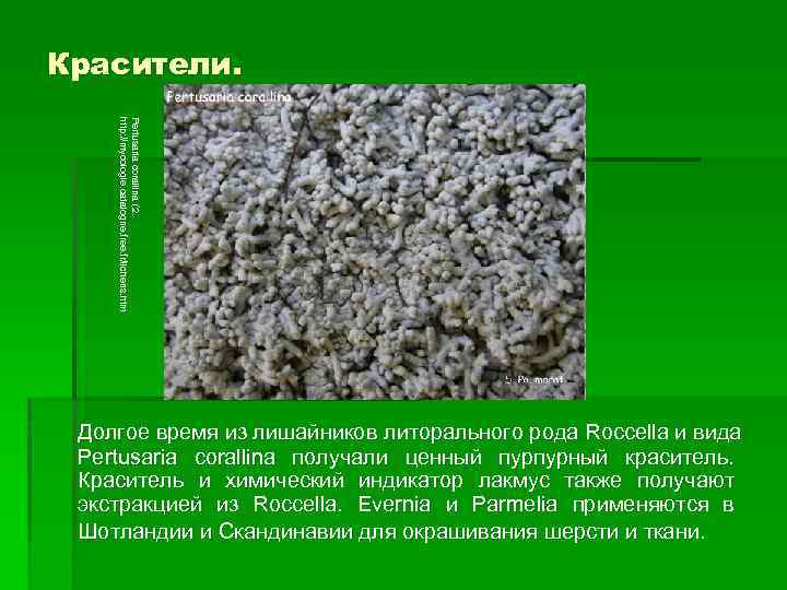 Красители. Pertusaria corallina (2. http: //mycologie. catalogne. free. fr/lichens. htm Долгое время из лишайников