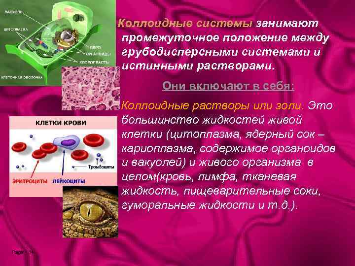 Коллоидные системы занимают промежуточное положение между грубодисперсными системами и истинными растворами. Они включают в