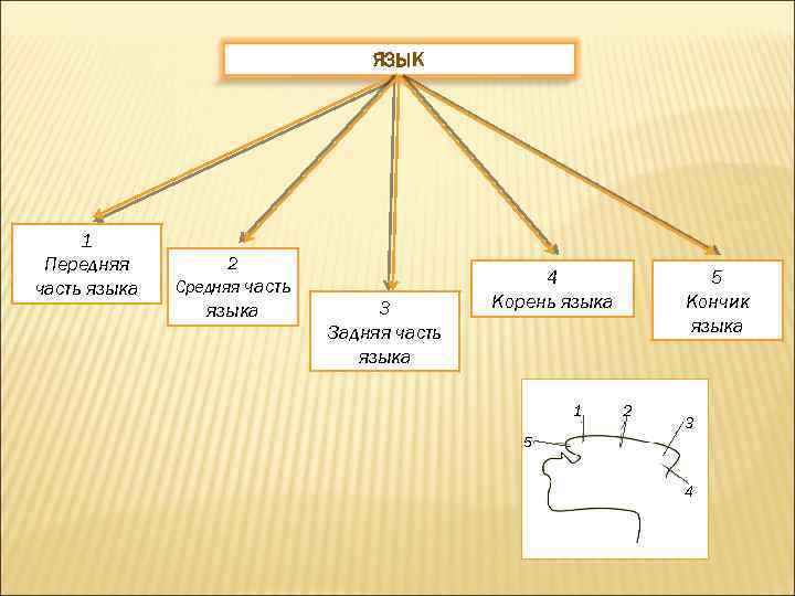 ЯЗЫК 1 Передняя часть языка 2 Средняя часть языка 3 Задняя часть языка 5