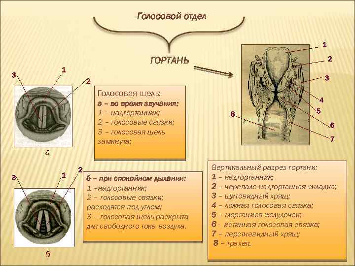 Голосовой отдел 1 1 3 2 ГОРТАНЬ 3 2 Голосовая щель: а – во