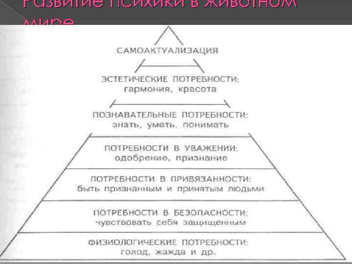 Развитие психики в животном мире 