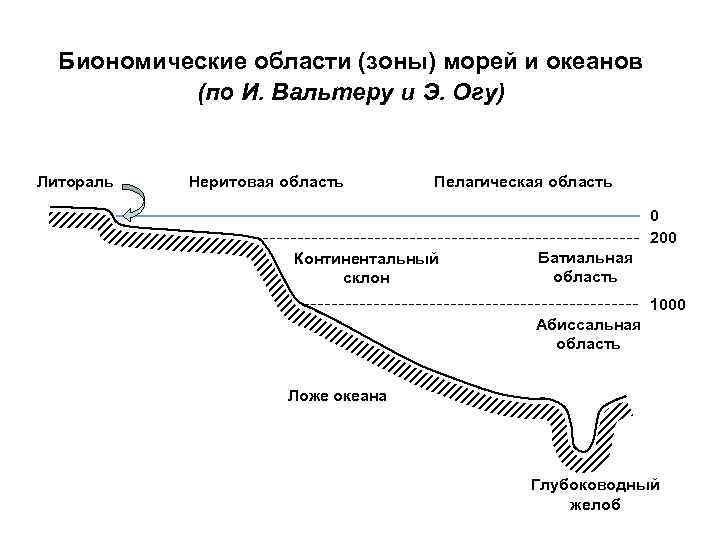 Биономические области (зоны) морей и океанов (по И. Вальтеру и Э. Огу) Литораль Неритовая