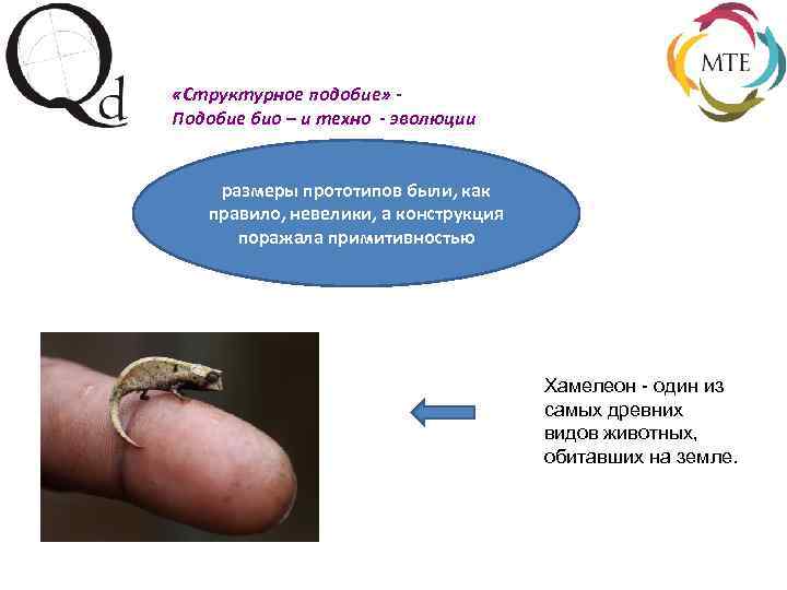  «Структурное подобие» Подобие био – и техно - эволюции размеры прототипов были, как