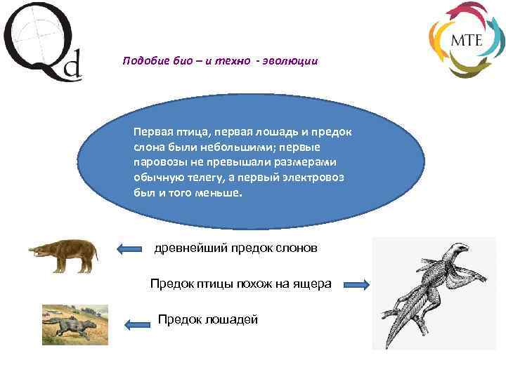 Подобие био – и техно - эволюции Первая птица, первая лошадь и предок слона