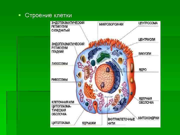 Строение клетки 9. Структура живой клетки. Строение клетки человека. Строение всех клеток. Клетка анатомия человека.