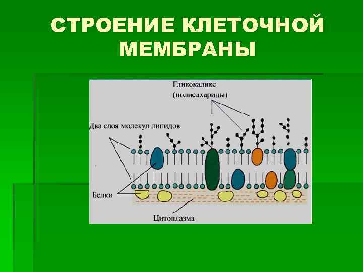 Структура мембраны клетки