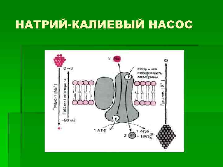 Калий натриевый насос схема