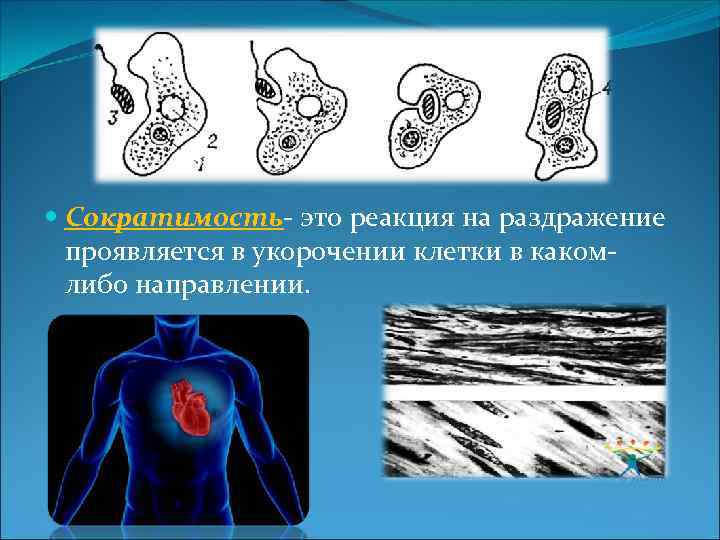  Сократимость- это реакция на раздражение проявляется в укорочении клетки в какомлибо направлении. 