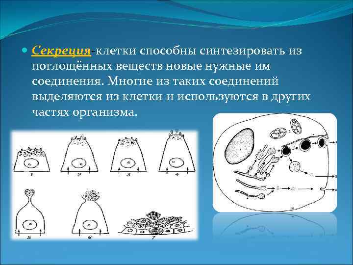  Секреция-клетки способны синтезировать из поглощённых веществ новые нужные им соединения. Многие из таких