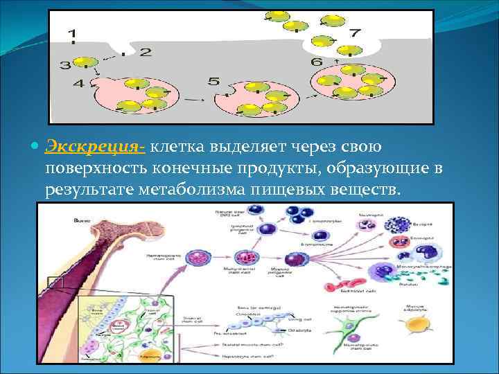  Экскреция- клетка выделяет через свою поверхность конечные продукты, образующие в результате метаболизма пищевых