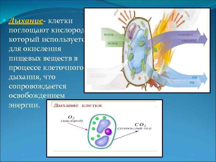 Клетка дышит. Как дышит клетка. Клетка дыхание клетки. Поглощение кислородаклеточеое дыхание. Клеточное дыхание это поглощение клеткой углекислого газа.