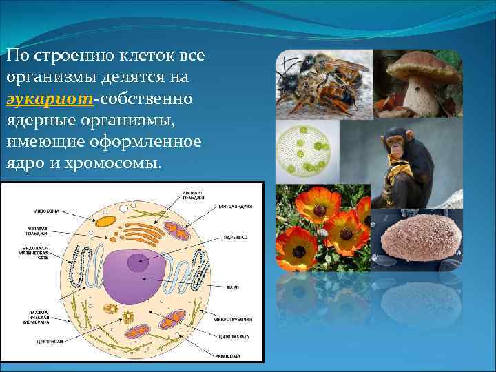 Клетка организма имеет оформленное ядро грибы. Оформленное ядро эукариот. Организмы, клетки которых имеют ядра:. Строение клетки ядерных организмов. Организмы с оформленным ядром.