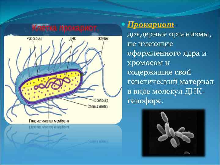 2 прокариоты доядерные организмы. Клетки прокариот не имеют. Доядерные прокариоты. Организмы не имеющие оформленного ядра. Доядерные организмы.