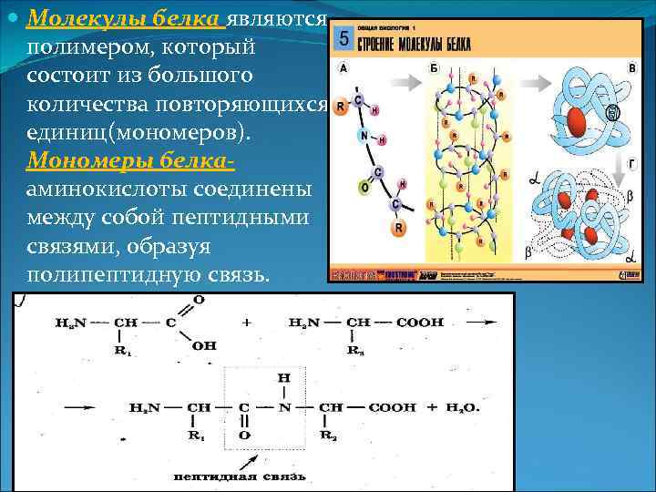 Соединение мономеров белка. Мономеры соединены между собой пептидными связями. Для молекулы белка является полимером. Белковые молекулы состоят из. Молекула белка состоит из.