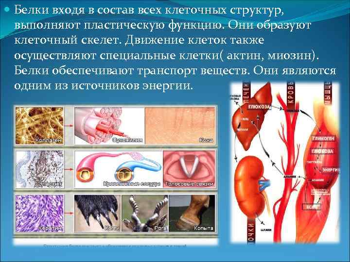  Белки входя в состав всех клеточных структур, выполняют пластическую функцию. Они образуют клеточный