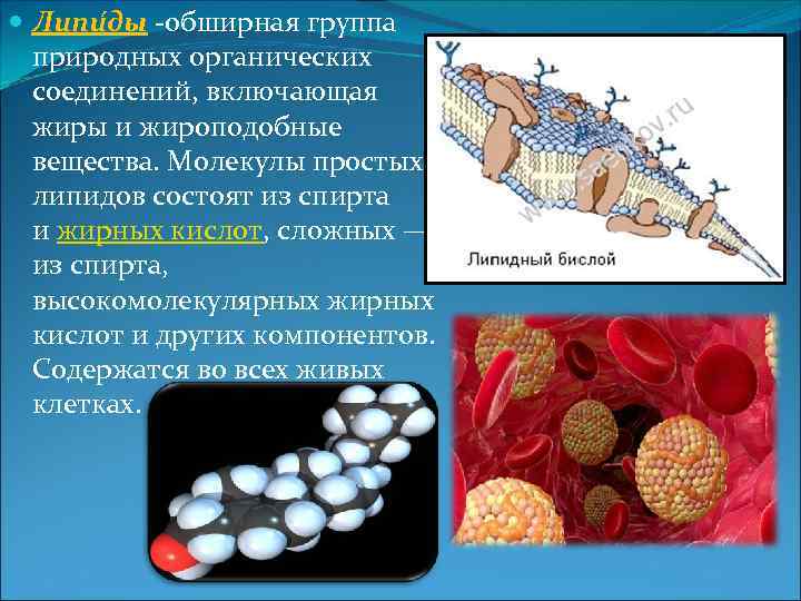  Липи ды -обширная группа природных органических соединений, включающая жиры и жироподобные вещества. Молекулы