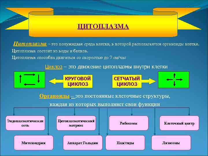 ЦИТОПЛАЗМА Цитоплазма – это полужидкая среда клетки, в которой располагаются органоиды клетки. Цитоплазма состоит