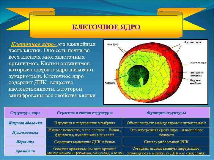 КЛЕТОЧНОЕ ЯДРО Клеточное ядро- это важнейшая часть клетки. Оно есть почти во всех клетках