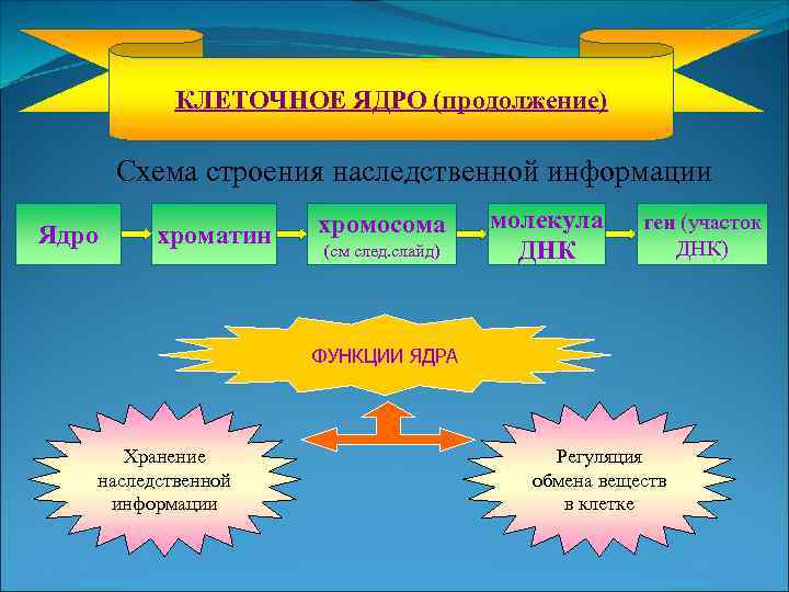 КЛЕТОЧНОЕ ЯДРО (продолжение) Схема строения наследственной информации Ядро хроматин хромосома (см след. слайд) молекула