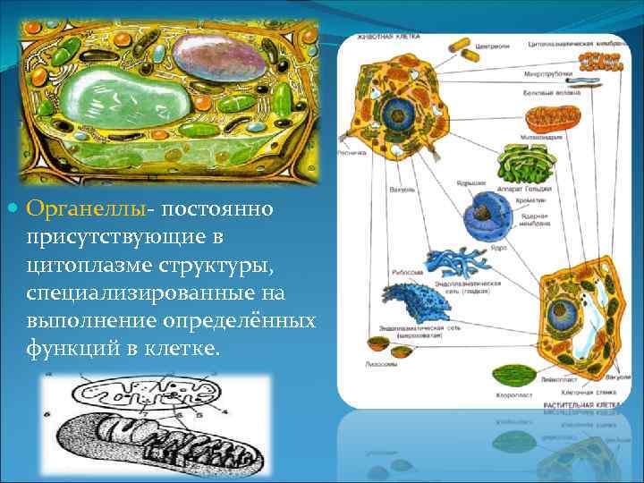  Органеллы- постоянно присутствующие в цитоплазме структуры, специализированные на выполнение определённых функций в клетке.