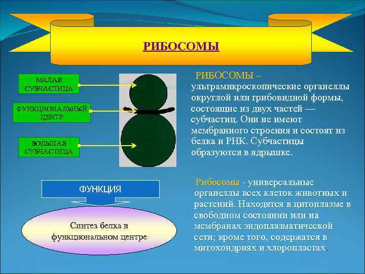 РИБОСОМЫ МАЛАЯ СУБЧАСТИЦА ФУНКЦИОНАЛЬНЫЙ ЦЕНТР БОЛЬШАЯ СУБЧАСТИЦА ФУНКЦИЯ Синтез белка в функциональном центре РИБОСОМЫ