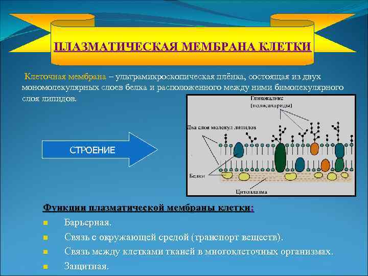 ПЛАЗМАТИЧЕСКАЯ МЕМБРАНА КЛЕТКИ Клеточная мембрана – ультрамикроскопическая плёнка, состоящая из двух мономолекулярных слоев белка