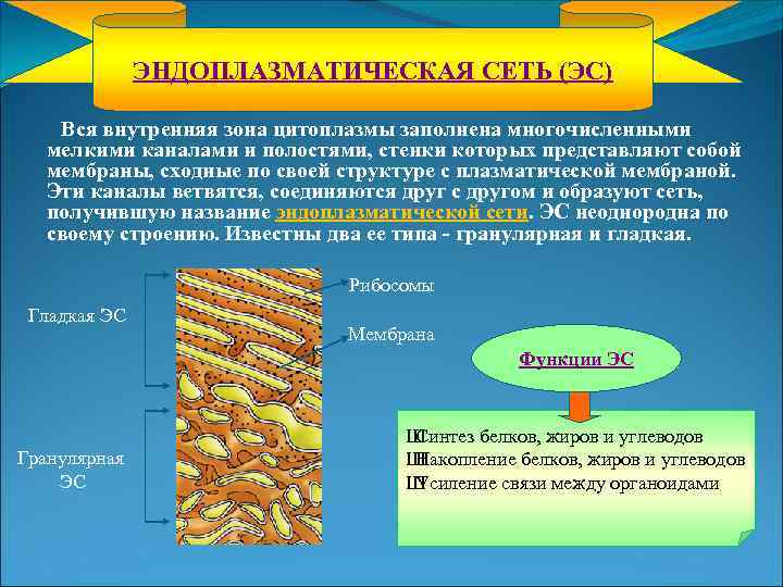 ЭНДОПЛАЗМАТИЧЕСКАЯ СЕТЬ (ЭС) Вся внутренняя зона цитоплазмы заполнена многочисленными мелкими каналами и полостями, стенки