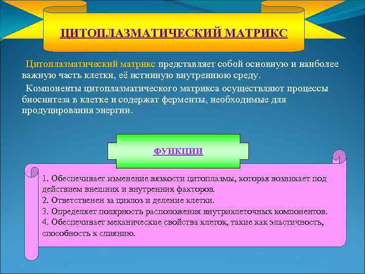 ЦИТОПЛАЗМАТИЧЕСКИЙ МАТРИКС Цитоплазматический матрикс представляет собой основную и наиболее важную часть клетки, её истинную