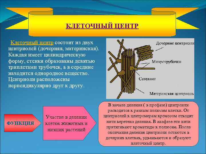 КЛЕТОЧНЫЙ ЦЕНТР Клеточный центр состоит из двух центриолей (дочерняя, материнская). Каждая имеет цилиндрическую форму,