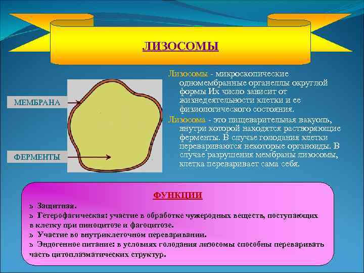 ЛИЗОСОМЫ МЕМБРАНА ФЕРМЕНТЫ Лизосомы - микроскопические одномембранные органеллы округлой формы Их число зависит от