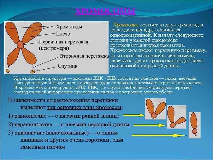 ХРОМОСОМЫ Хромосома состоит из двух хроматид и после деления ядра становится однохроматидной. К началу