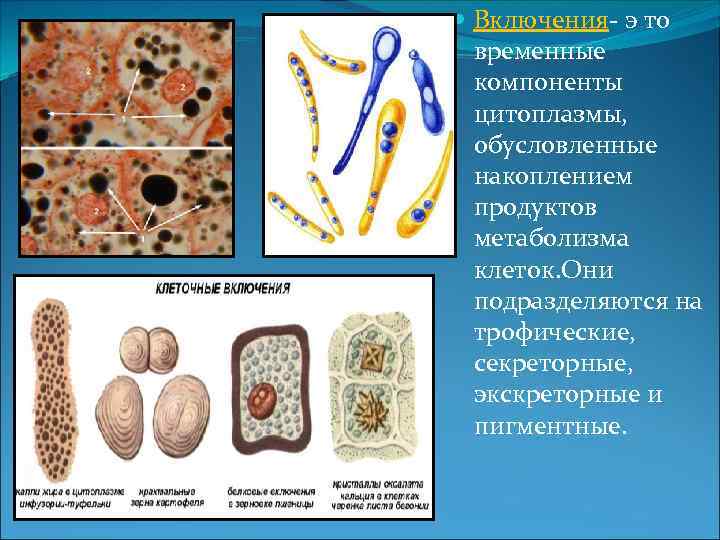 Примеры запасных включений. Клеточные включения строение и функции. Клеточные включения особенности строения. Включения строение.