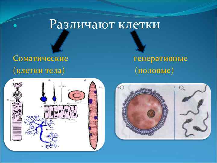 Процесс соматической клетки. Соматические клетки. Соматические и половые клетки. Соматические и генеративные клетки. Соматические клетки и половые клетки.