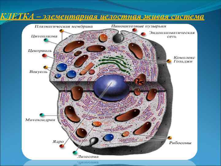 КЛЕТКА – элементарная целостная живая система 