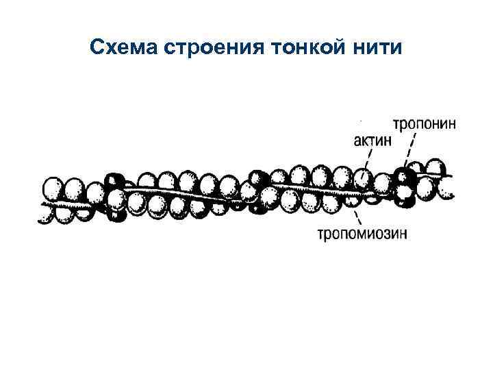 Схема строения тонкой нити 