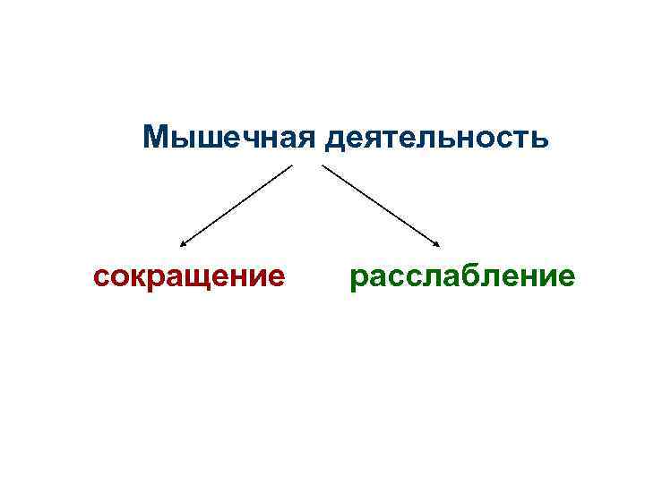 Мышечная деятельность сокращение расслабление 