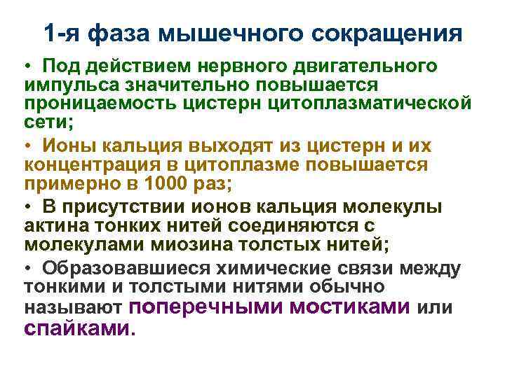 1 -я фаза мышечного сокращения • Под действием нервного двигательного импульса значительно повышается проницаемость