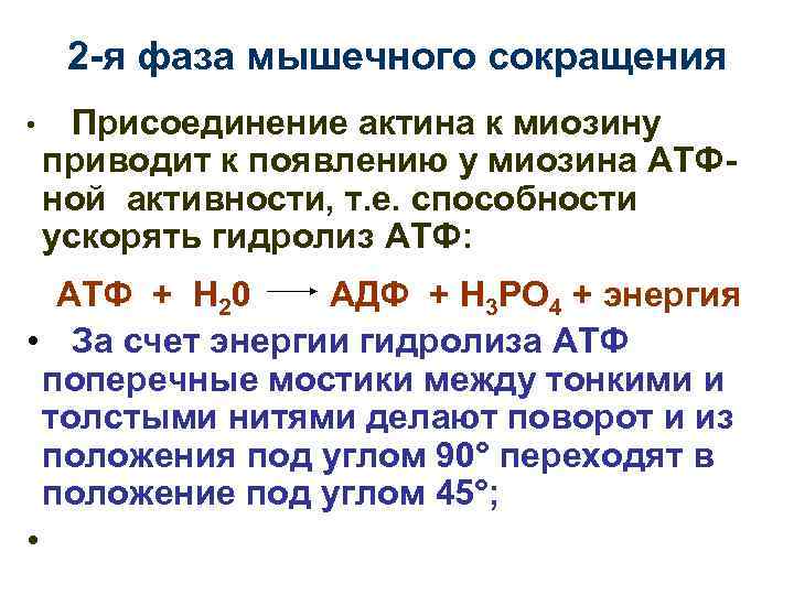 2 -я фаза мышечного сокращения • Присоединение актина к миозину приводит к появлению у