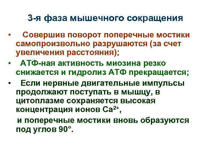 3 -я фаза мышечного сокращения • Совершив поворот поперечные мостики самопроизвольно разрушаются (за счет