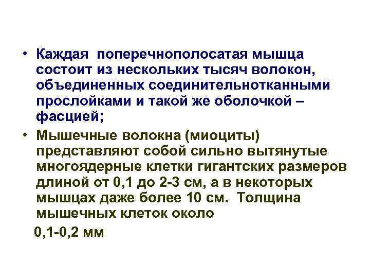  • Каждая поперечнополосатая мышца состоит из нескольких тысяч волокон, объединенных соединительнотканными прослойками и