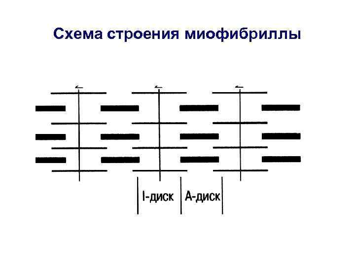 Схема строения миофибриллы 