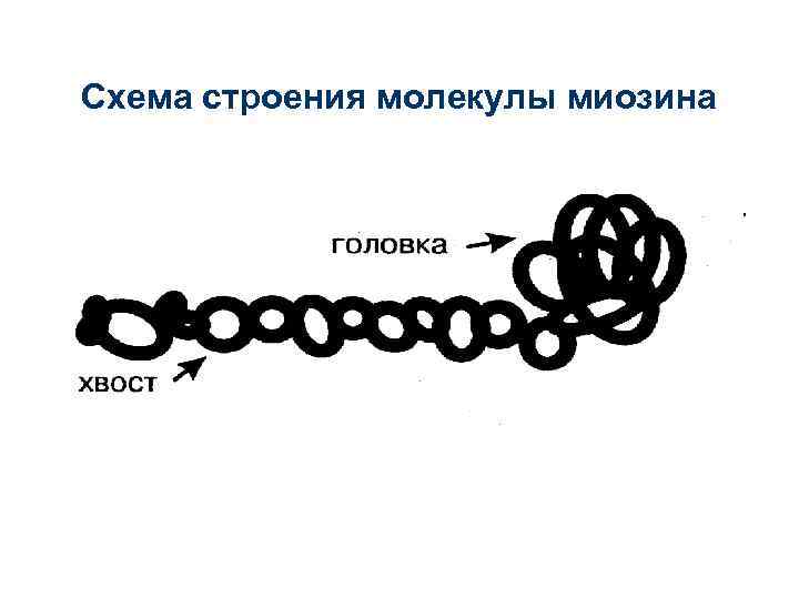 Схема строения молекулы миозина 